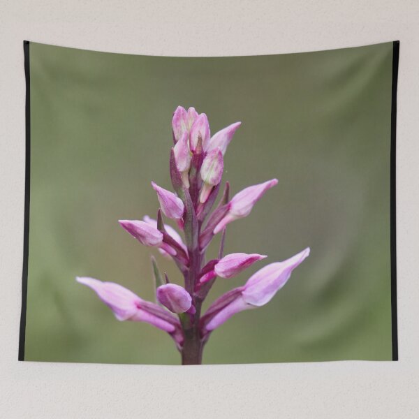 Item preview, Early. Early marsh-orchid designed and sold by Jouko Lehto Photography.