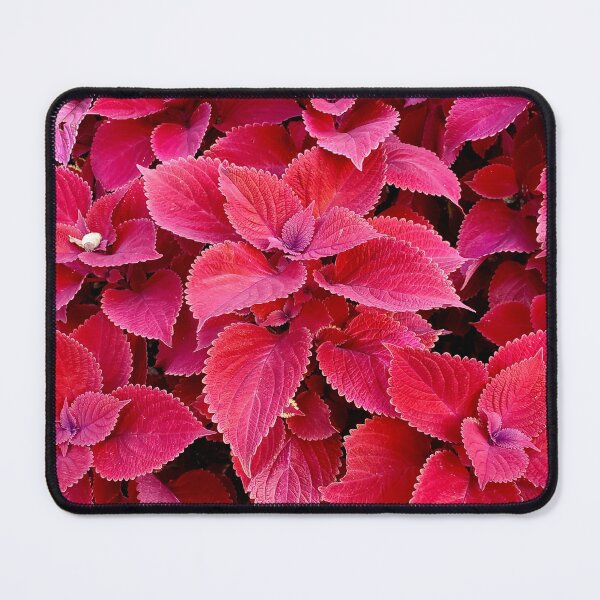 Item preview, Bright Red Coleus designed and sold by WalleyeWidow.