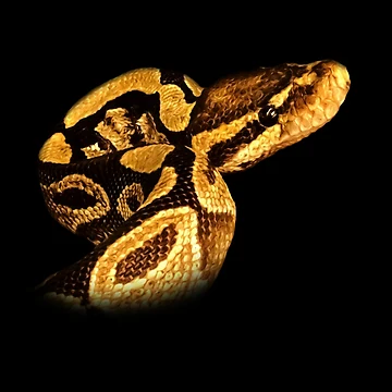 Artwork thumbnail, Python by Guardi71
