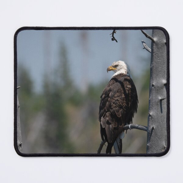 Item preview, Bald Eagle designed and sold by Andrea King.