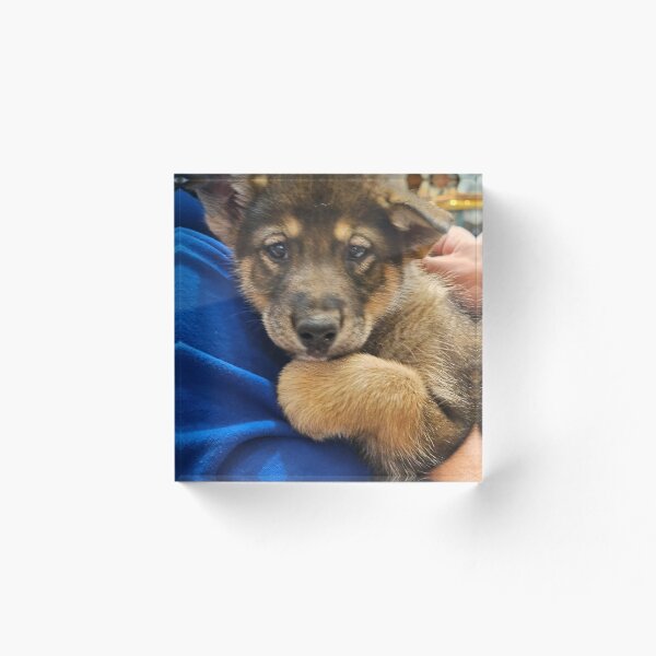 Item preview, Alaskan Husky, Sled Dog, Puppy, Iditarod, Future Champion  designed and sold by Nancy Bateman.