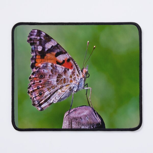 Item preview, The Painted Lady designed and sold by Tom McPherson Photography.