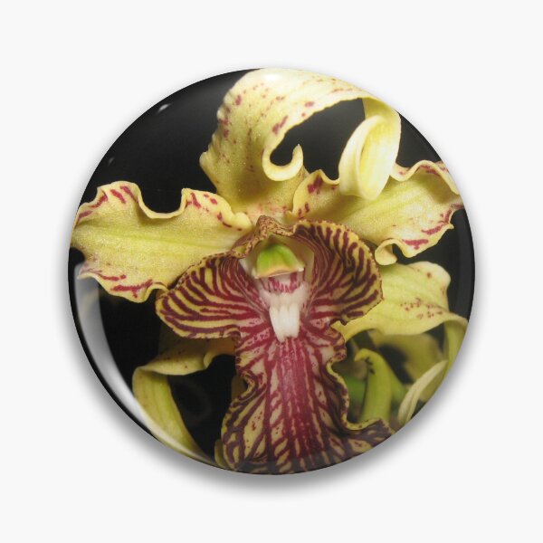 Item preview, Dendrobium spectabile orchid species Papua New Guinea designed and sold by Henkjv.