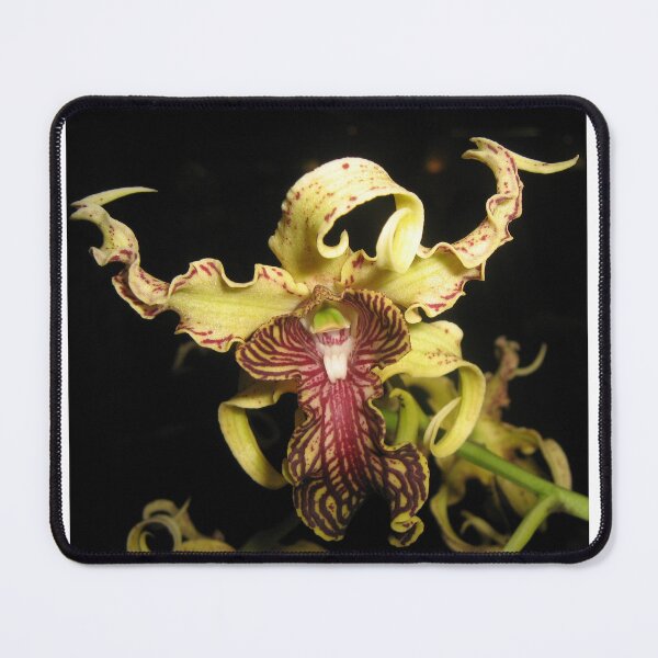 Item preview, Dendrobium spectabile orchid species Papua New Guinea designed and sold by Henkjv.