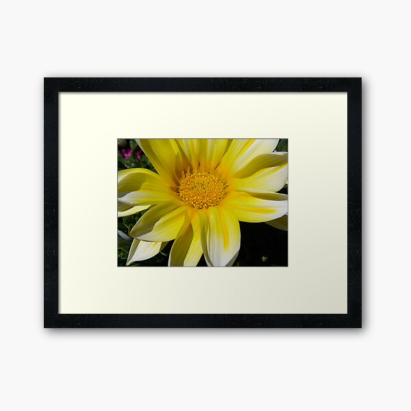 Yellow Daisy Framed Art Print