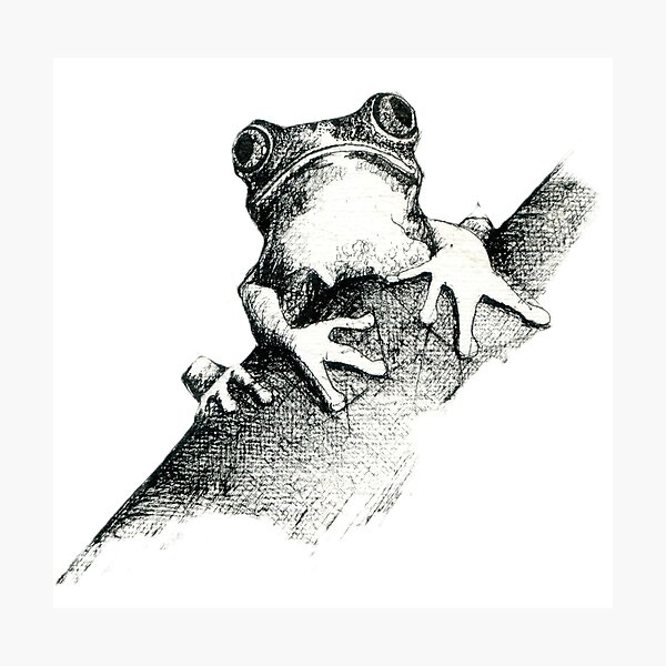 Frog on a Log Pen and ink drawing by Adelaide Artist Avril Thomas Photographic Print