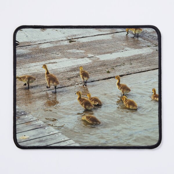 Item preview, Canada Goose Goslings Walking Out of The Water designed and sold by BackyardBirder.
