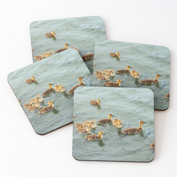Item preview, Young Canada Geese Goslings Family Swimming Together designed and sold by BackyardBirder.