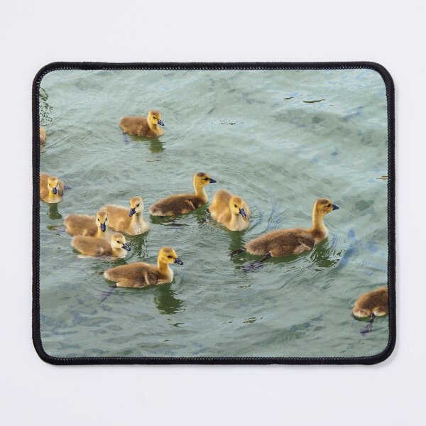 Item preview, Young Canada Geese Goslings Family Swimming Together designed and sold by BackyardBirder.