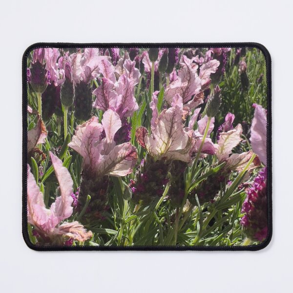 Item preview, French Lavender designed and sold by Betsy Phillips.