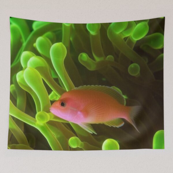 Item preview, ORANGE FISH, PHOTO designed and sold by larissa-myrie.