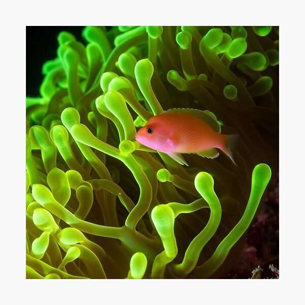 Item preview, ORANGE FISH, PHOTO designed and sold by larissa-myrie.