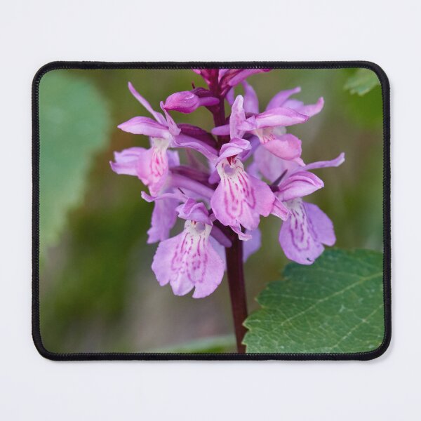 Item preview, Getting the bloom. Early marsh-orchid designed and sold by Jouko Lehto Photography.