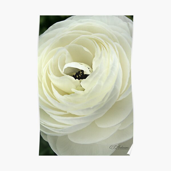 White Ranunculus Flower Wall Art Redbubble
