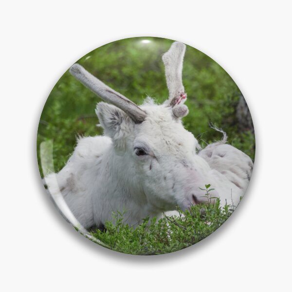 Item preview, The white reindeer designed and sold by Jouko Lehto Photography.