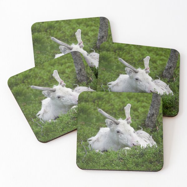 Item preview, The white reindeer designed and sold by Jouko Lehto Photography.