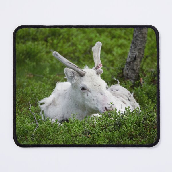 Item preview, The white reindeer designed and sold by Jouko Lehto Photography.