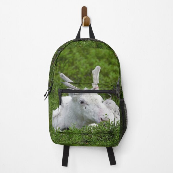 Item preview, The white reindeer designed and sold by Jouko Lehto Photography.