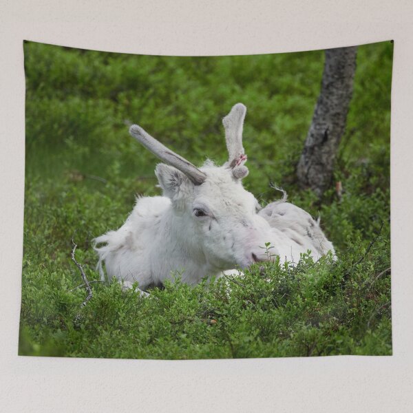 Item preview, The white reindeer designed and sold by Jouko Lehto Photography.