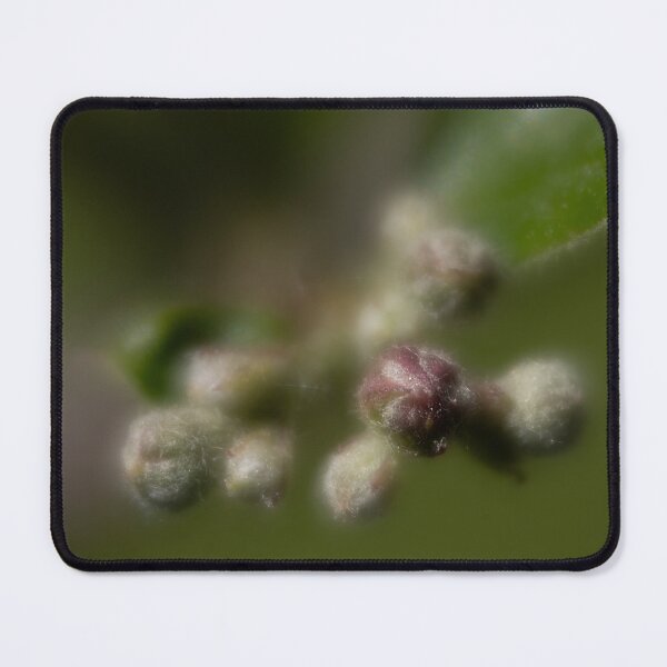 Item preview, Photinia designed and sold by Calidris Fotografie Steffi & Ben Köppler.