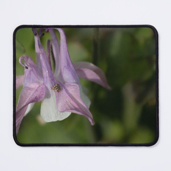 Item preview, Columbine designed and sold by Calidris Fotografie Steffi & Ben Köppler.