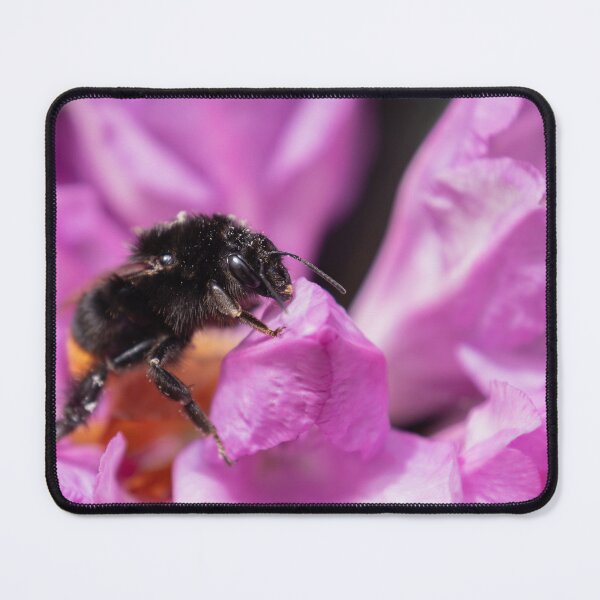 Item preview, Red-tailed bumblebee on Rhododendron designed and sold by Calidris Fotografie Steffi & Ben Köppler.