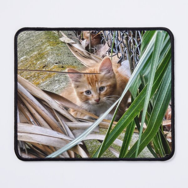Item preview, Orange Kitty designed and sold by Evelynsphoto.