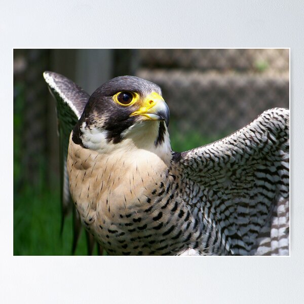 Artikelvorschau, Peregrine Falcon entworfen und verkauft von Dandelion Dilluvio.