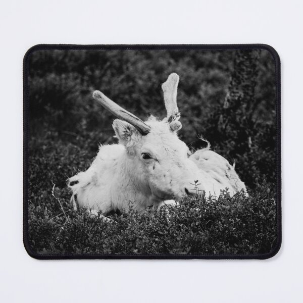 Item preview, The white reindeer bw designed and sold by Jouko Lehto Photography.