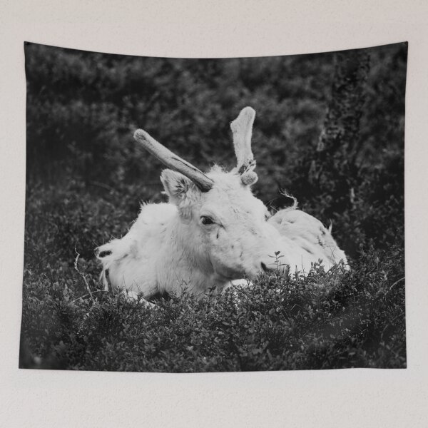 Item preview, The white reindeer bw designed and sold by Jouko Lehto Photography.