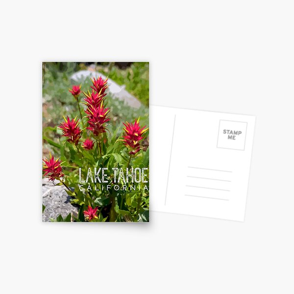 Paintbrush at Lake Tahoe, CA Postcard