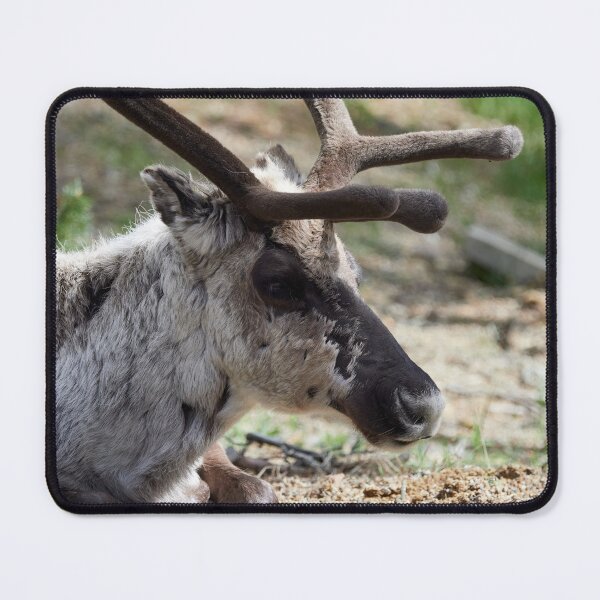 Item preview, Deep in the thoughts. Reindeer designed and sold by Jouko Lehto Photography.