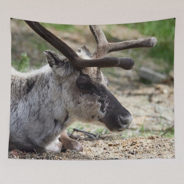 Item preview, Deep in the thoughts. Reindeer designed and sold by Jouko Lehto Photography.