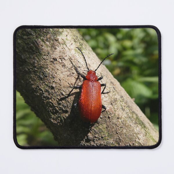 Item preview, Cardinal Beetle on twig, UK designed and sold by JonDelorme.