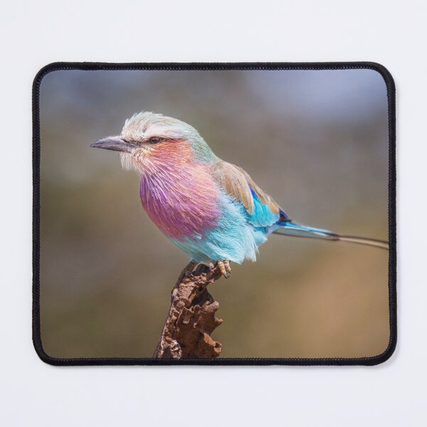 Item preview, Lilac-Breasted Roller Tanzania 2 designed and sold by PhotoArt by Joan Carroll.