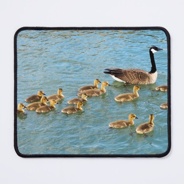 Item preview, Canada Goose Parent Swimming With Its Goslings designed and sold by BackyardBirder.