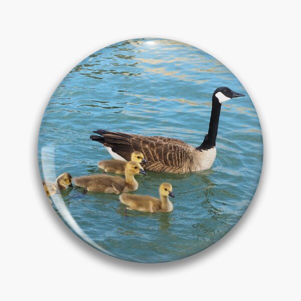 Item preview, Canada Goose Parent Swimming With Its Goslings designed and sold by BackyardBirder.