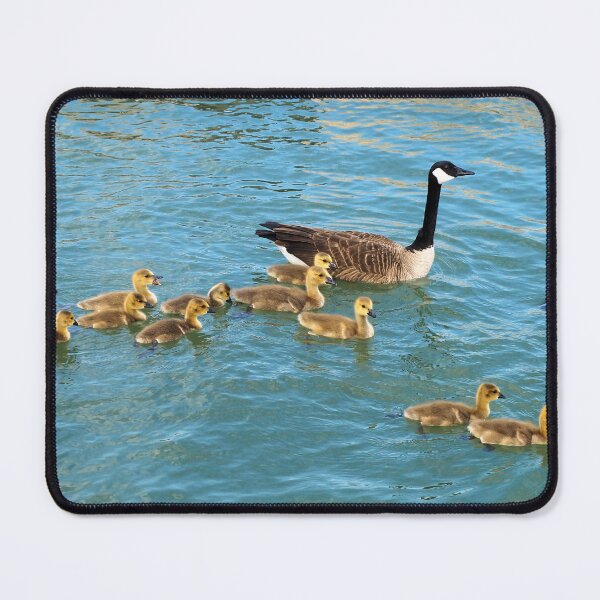 Item preview, Canada Goose Parent Swimming With Its Goslings designed and sold by BackyardBirder.