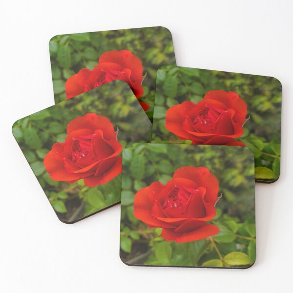 Item preview, Beautiful Rose designed and sold by Vicki Spindler (VHS Photography).