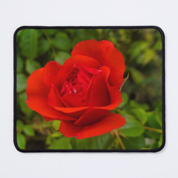 Item preview, Beautiful Rose designed and sold by Vicki Spindler (VHS Photography).