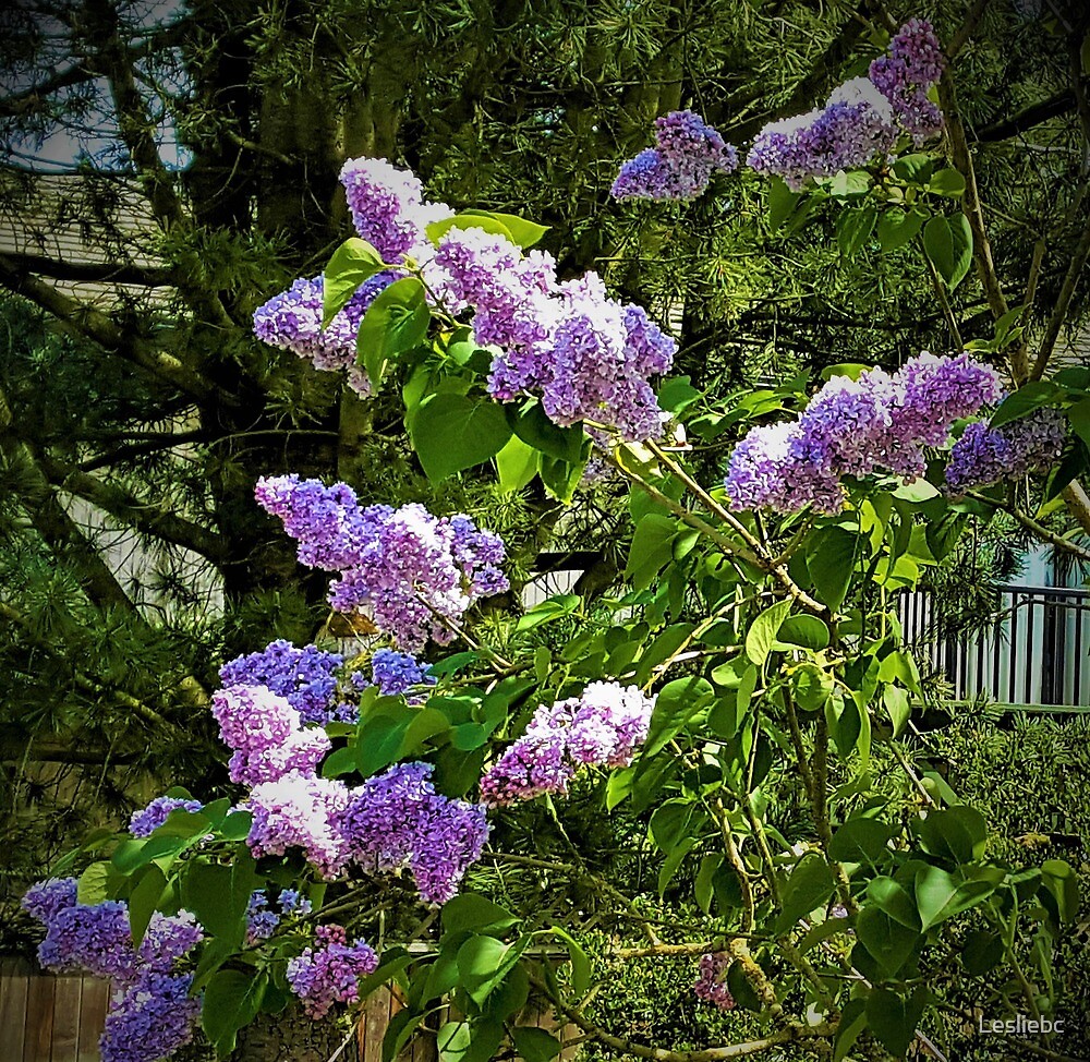 "Lilac Bush" by Lesliebc | Redbubble