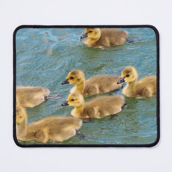 Item preview, Young Canada Goose Goslings Swimming Together designed and sold by BackyardBirder.