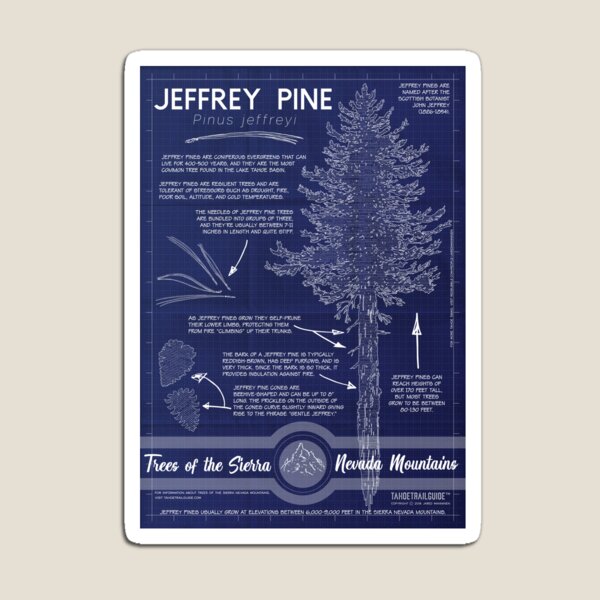 Jeffrey Pine (Pinus jeffreyi) Infographic Magnet