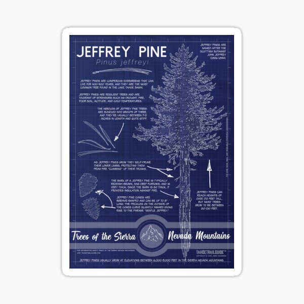 Jeffrey Pine (Pinus jeffreyi) Infographic Sticker