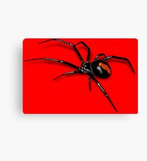Redback Spider Black Widow Canvas Print