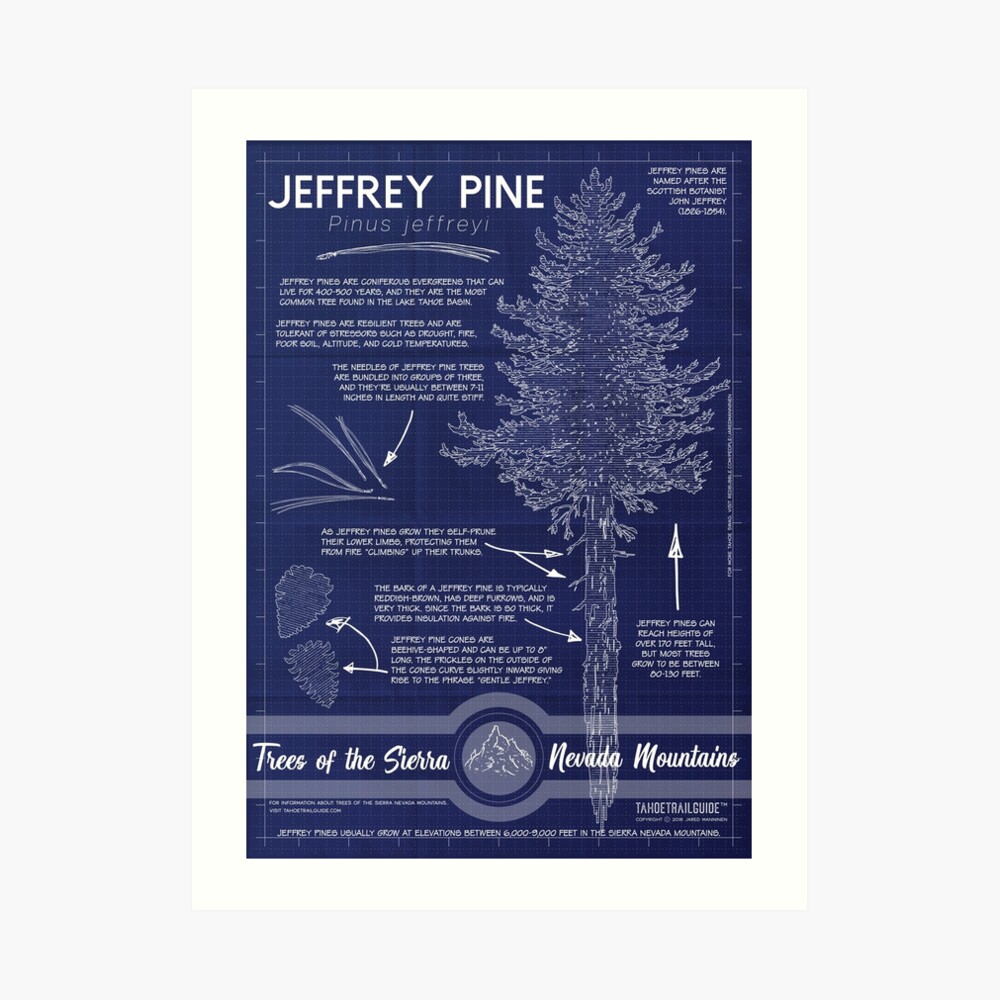 Jeffrey Pine (Pinus jeffreyi) Infographic Art Print