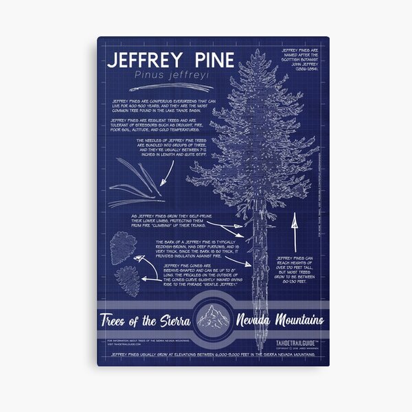 Jeffrey Pine (Pinus jeffreyi) Infographic Canvas Print