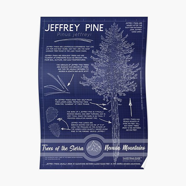 Jeffrey Pine (Pinus jeffreyi) Infographic Poster
