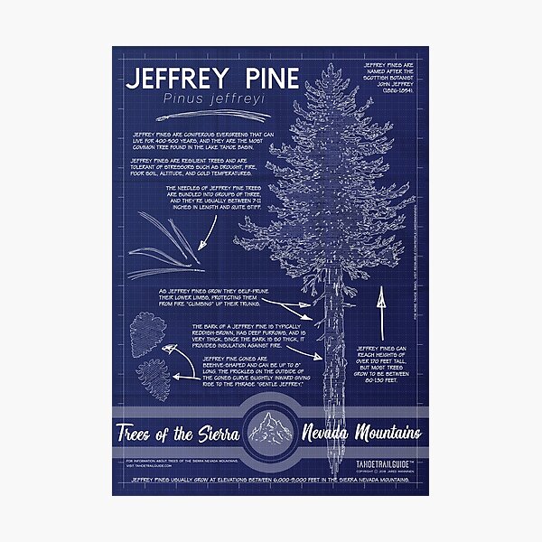Item preview, Jeffrey Pine (Pinus jeffreyi) Infographic designed and sold by Tahoe Trail Guide.