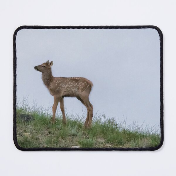 Item preview, Elk Calf on Hill Near Mammoth Hot Springs, Yellowstone designed and sold by Belinda Greb Photography.